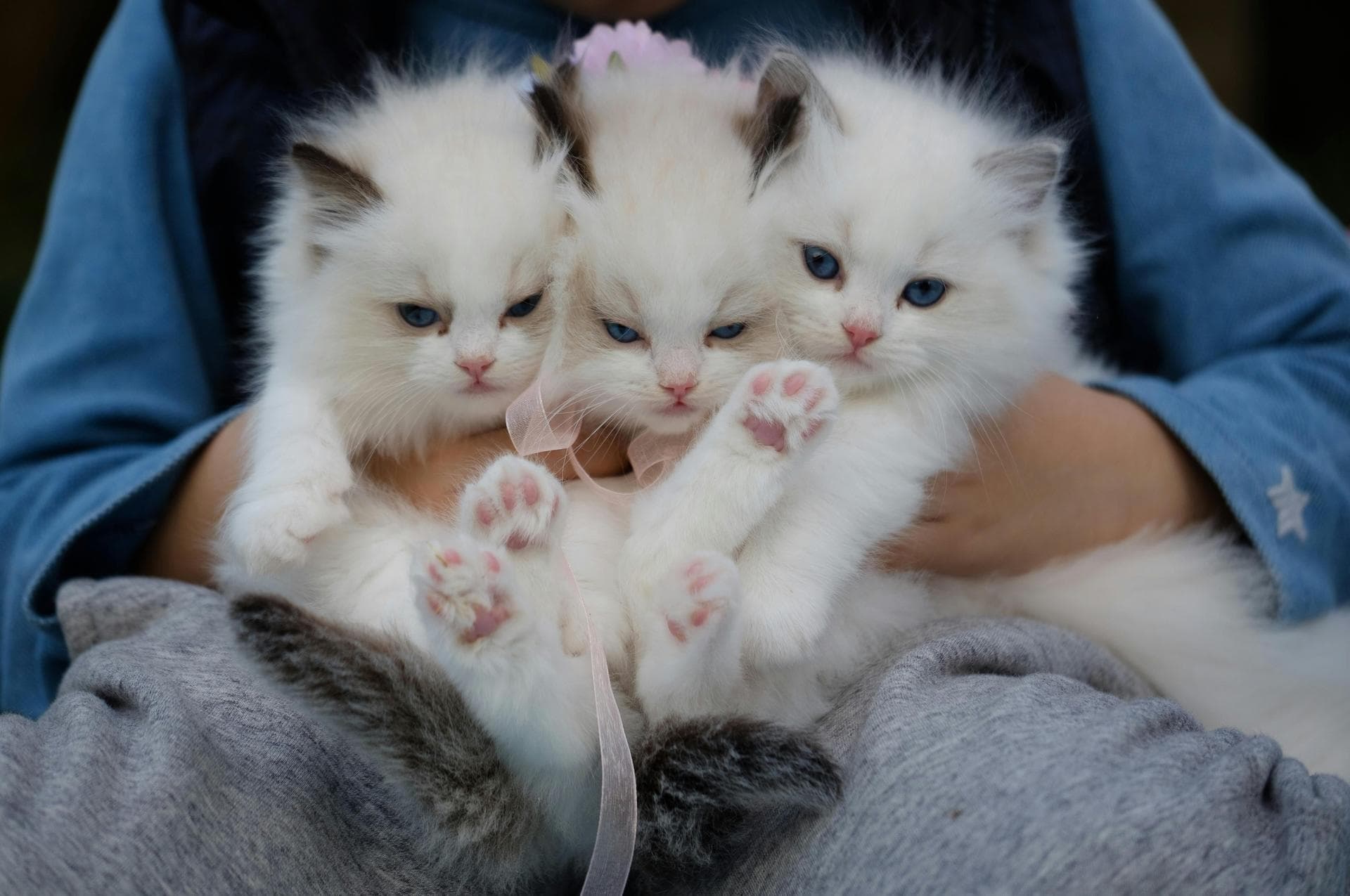Best Vets in Nampa
