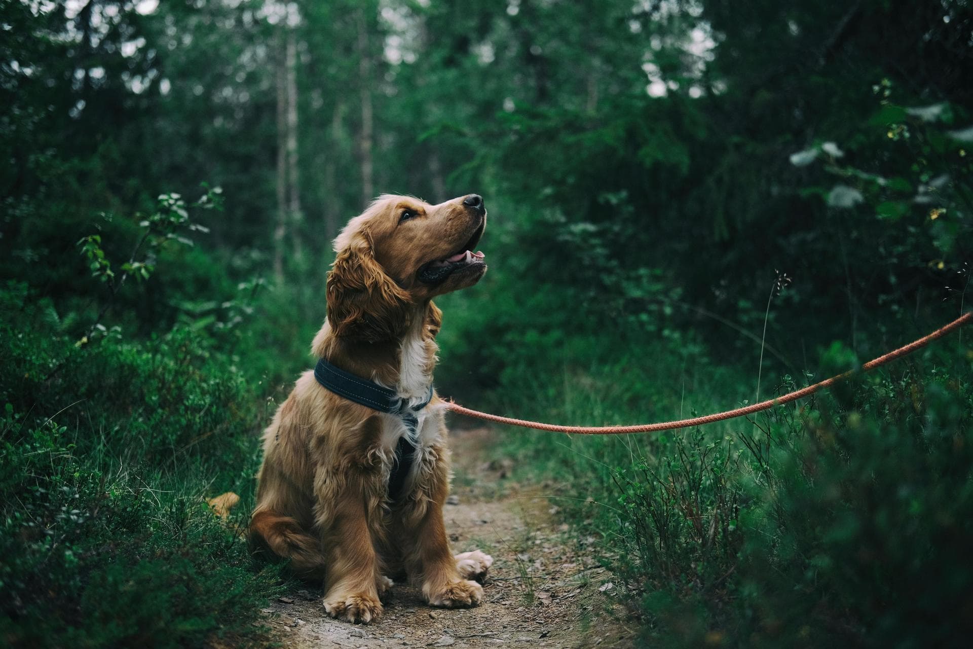 Dog & Cat Vets in Nampa