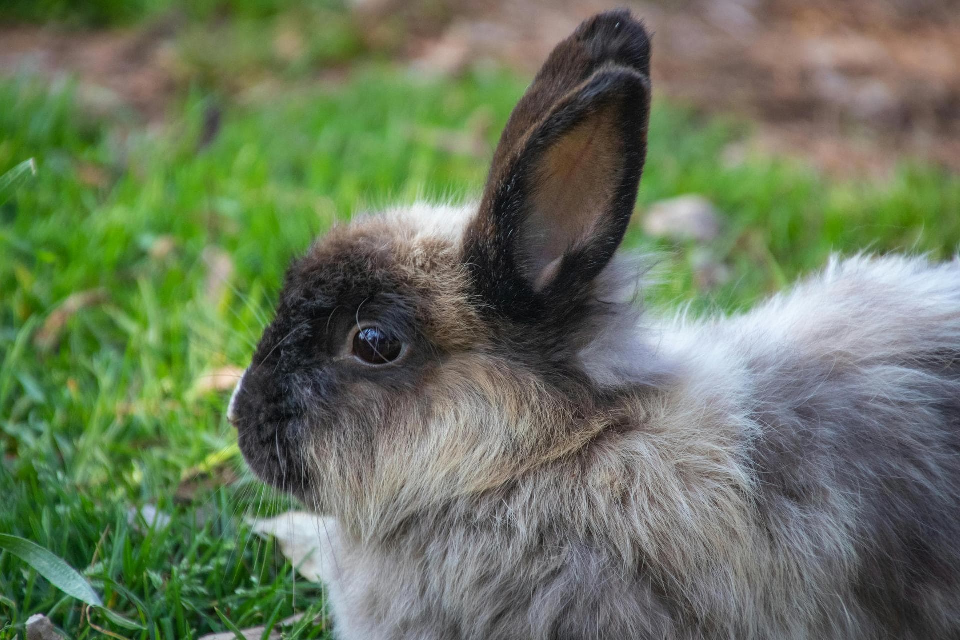 Specialist Vets in Nampa